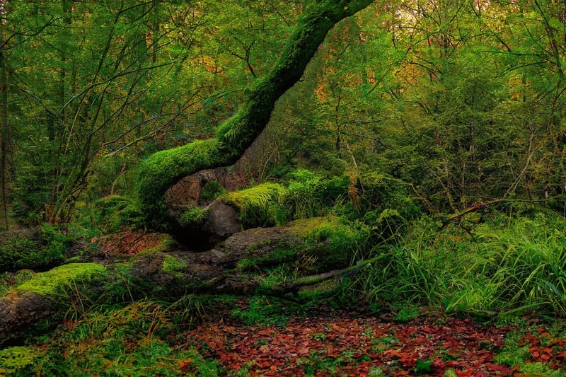 Magical Forest Setting
