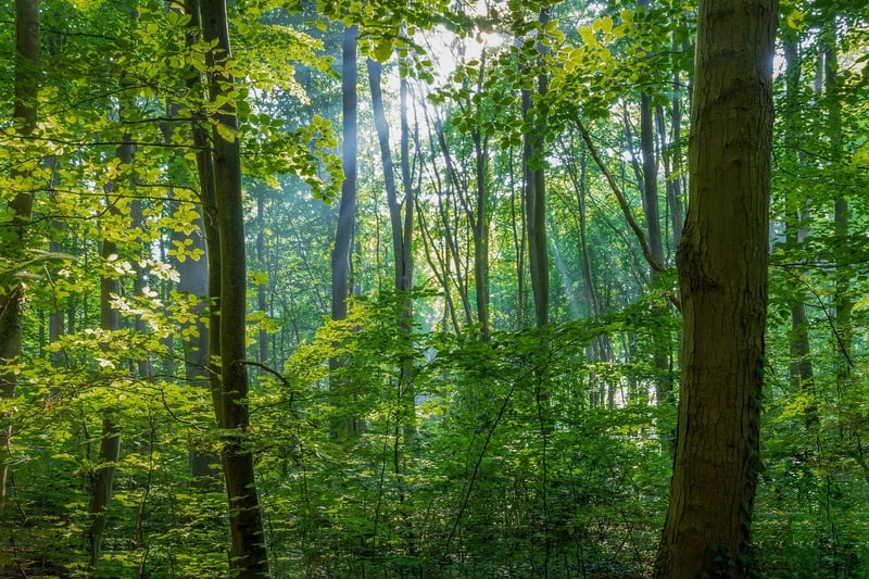 Enchanted Forest